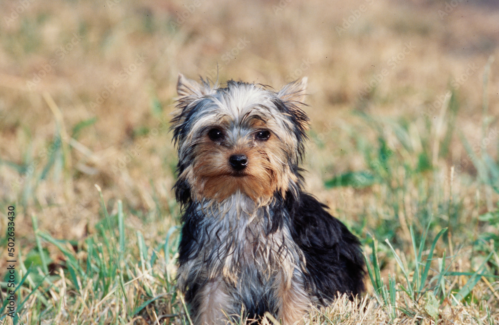 Yorkie in grass Yorkie in grass