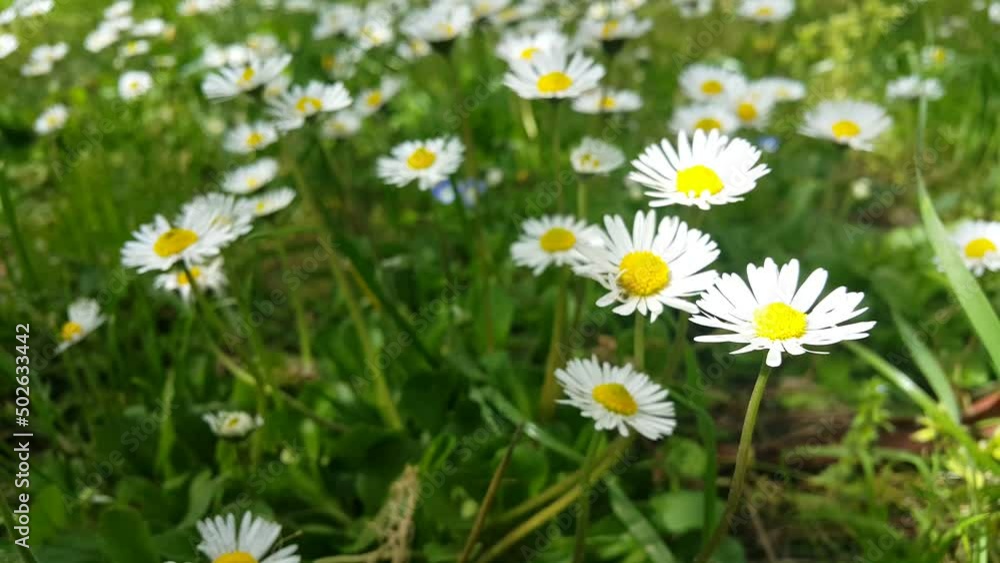 Image of a flowering plant with green leaves blooming in spring Image of a flowering plant with green leaves blooming in spring