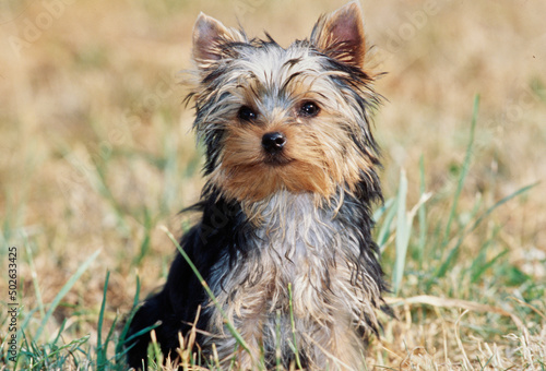 Yorkie in grass photo