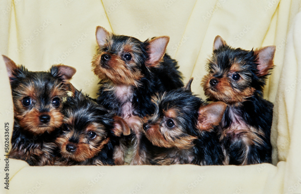 Yorkie puppies on white background Yorkie puppies on white background