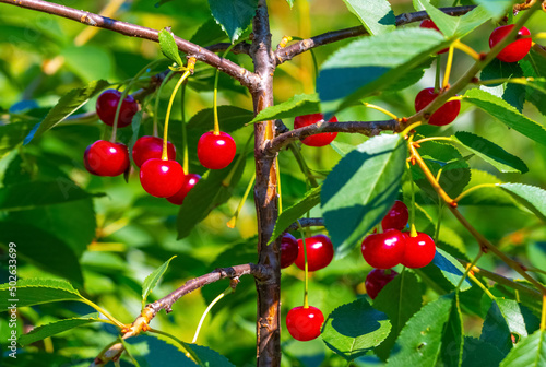 Red ripe cherries on a tree close up