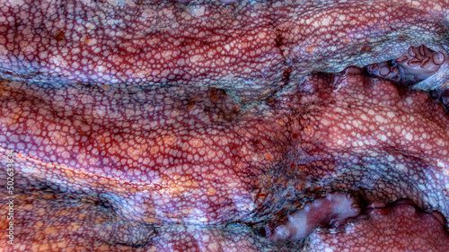 The texture of the wet skin of a large octopus. Bright abstract background