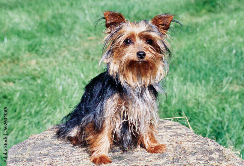 Yorkie on stump Yorkie on stump
