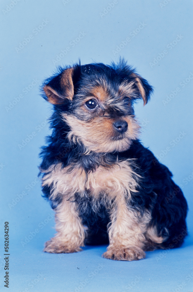 Yorkie puppy on blue background Yorkie puppy on blue background