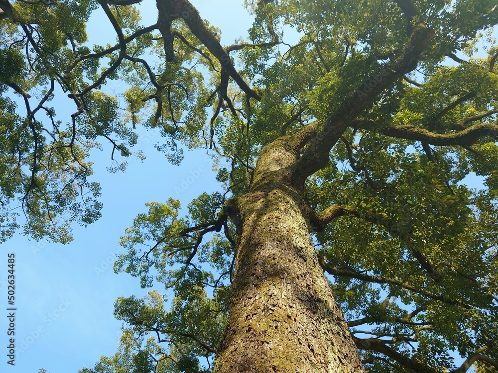 Fototapeta premium a huge and tall tree