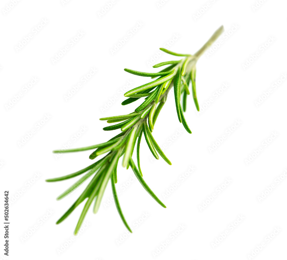 Fototapeta premium One branch of rosemary isolated on white background.