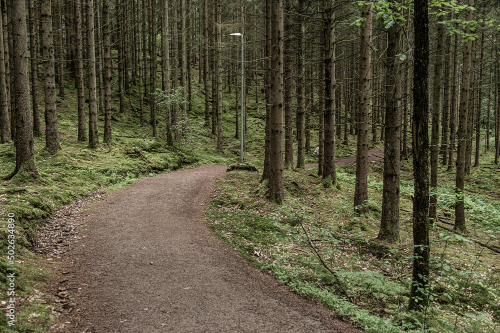 Fototapeta premium Gravel track going down a slope in a forest.