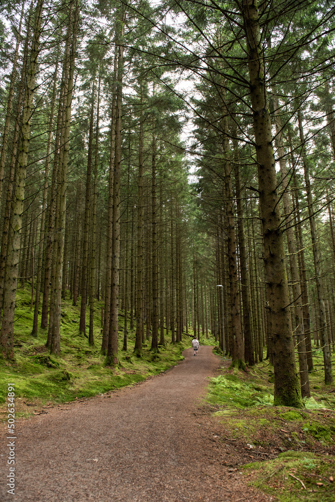 Walking path throug a pine forest. Walking path throug a pine forest.