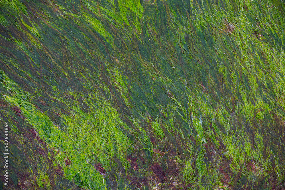 Green algae growing on a metal plate.