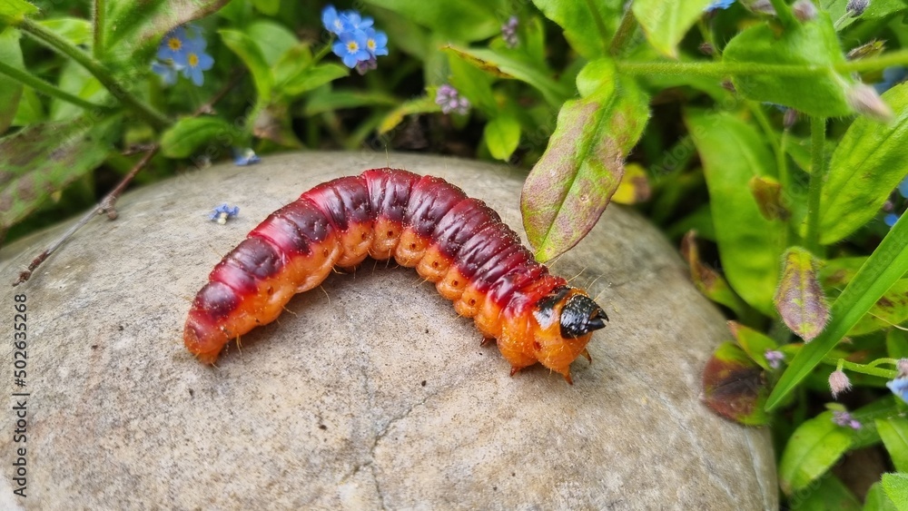 Red caterpillar on a leaf weidenbohrer goat moth Red caterpillar on a leaf weidenbohrer goat moth