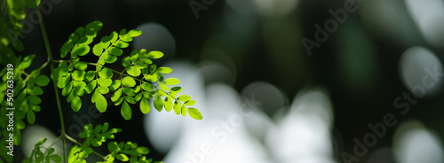 Closeup of beautiful nature view green leaf on blurred greenery and shadow background in garden with copy space using as background cover page concept.