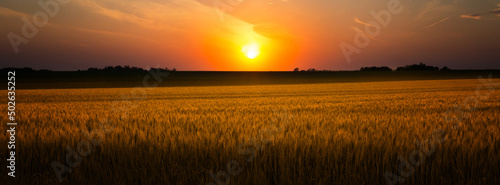Wheat field at summer sunset © Solid photos
