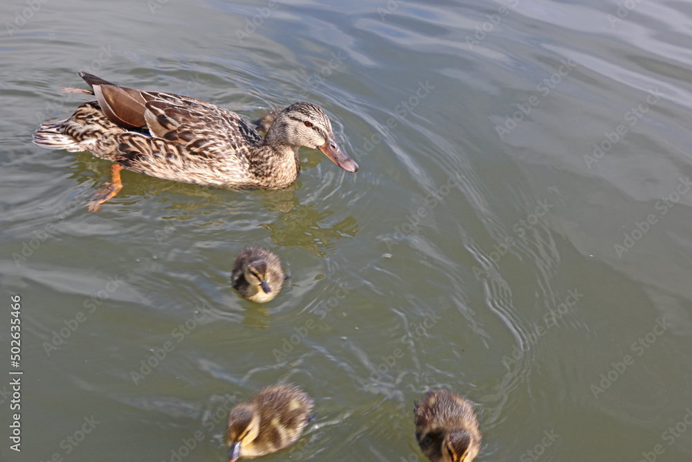 Duck and Ducklings on a lake Duck and Ducklings on a lake