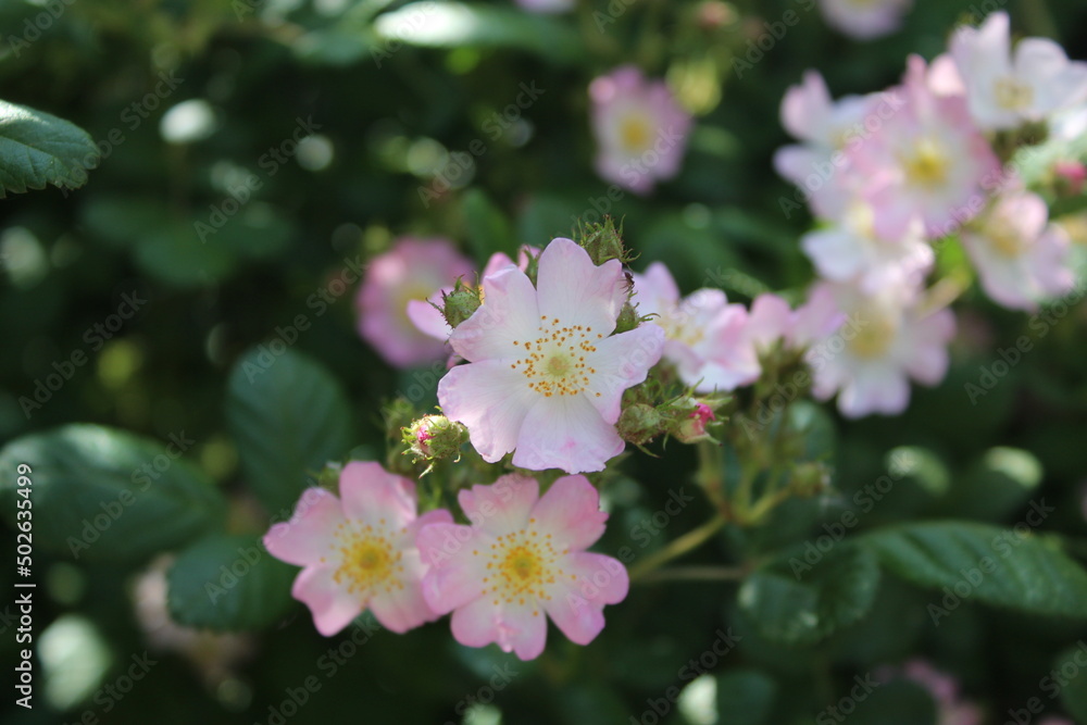 pink and white flowers