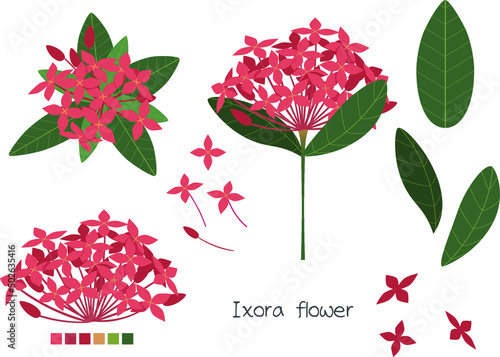 Red Ixora (Ixora chinensis) flowers bloom. Flower element with white background. Flat design.