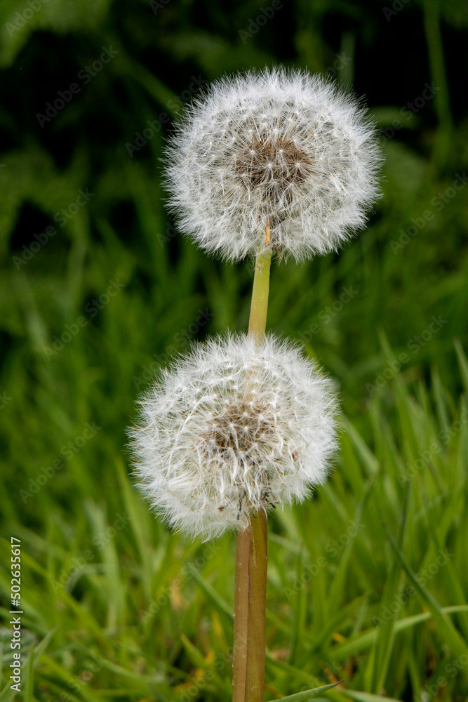 Wit pluis Wit pluis