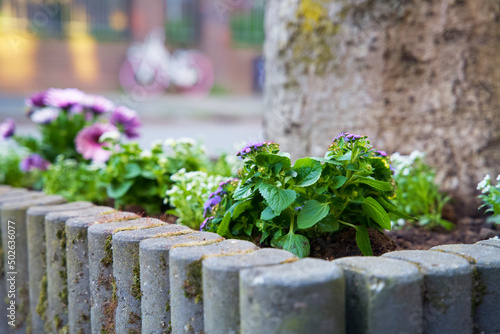 Green plants in a vertical wall garden in spring. Urban greening for climate adaptation. photo