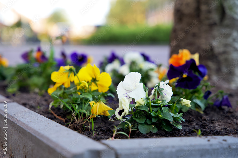 adapt, adaptation, adapting, biodiversity, boomspiegel, boomspiegeltuin, cityscape, climate action, climate adaptation, climate control, climate crisis, eco, eco friendly, ecological, ecology, environ