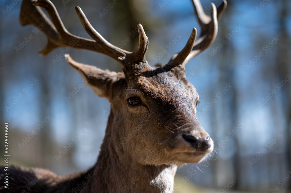 Fototapeta premium deer in the forest