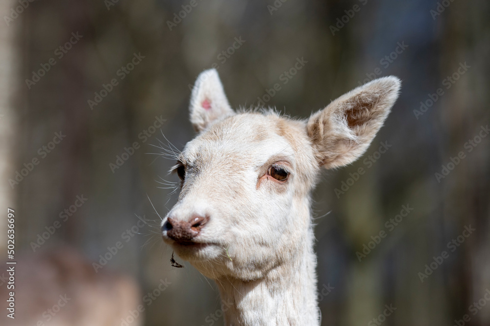 Obraz premium white deer