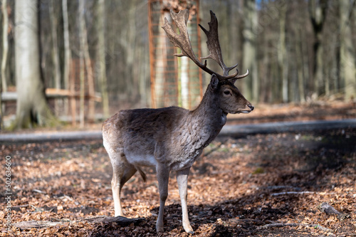 deer in the woods © Vitalii