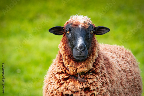 Brown and white sheep, on green pasture, outdoors in nature, farm animal.