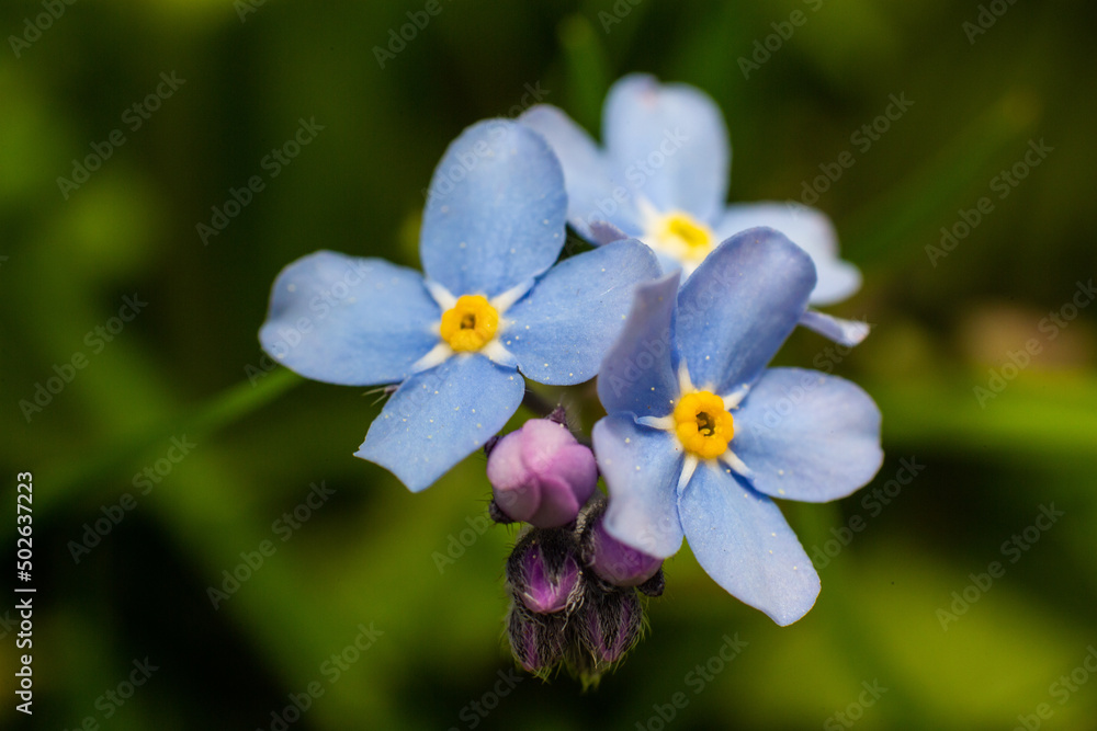close up macro of blue, violet forget-me-not flowers close up macro of blue, violet forget-me-not flowers