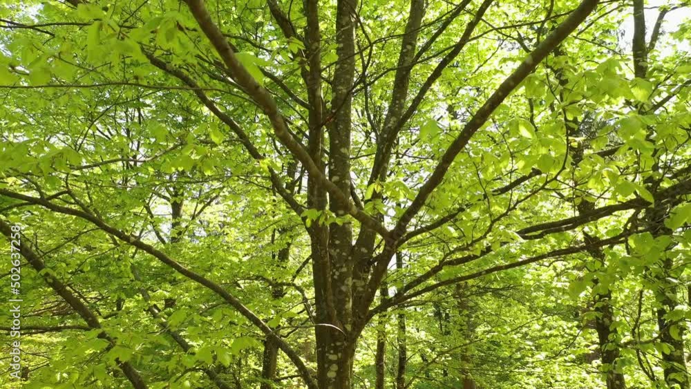 Spring season beech tree crown with leaves. Spring season beech tree crown with leaves.