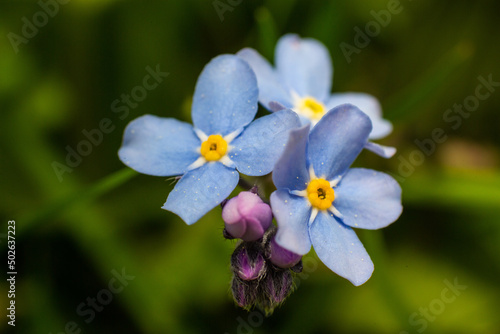 close up macro of blue, violet forget-me-not flowers © Szabi