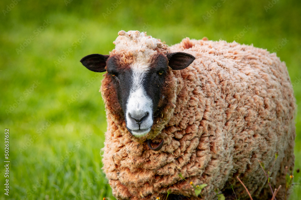Cute brown and white sheep, on green pasture, outdoors in nature.