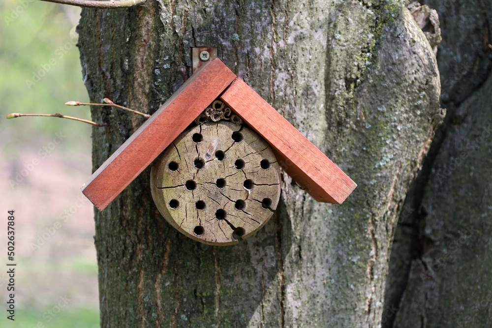  Mały drewniany domek dla owadów zawieszony na drzewie - obrazy, fototapety, plakaty 