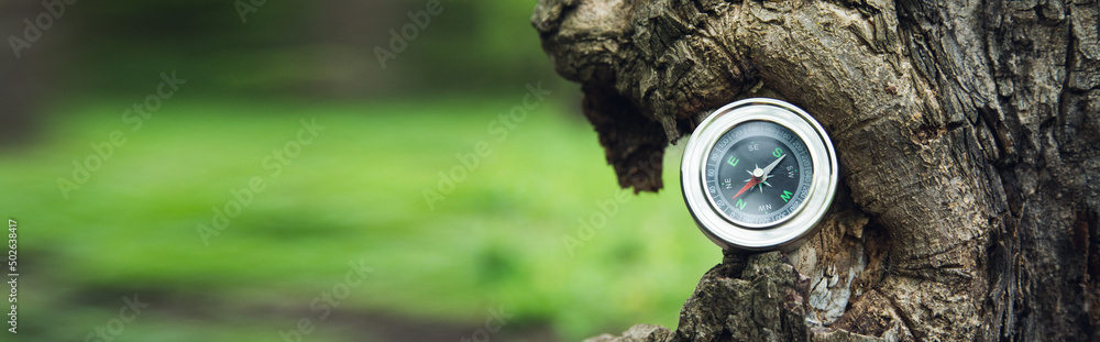 Naklejka premium compass in tree in forest