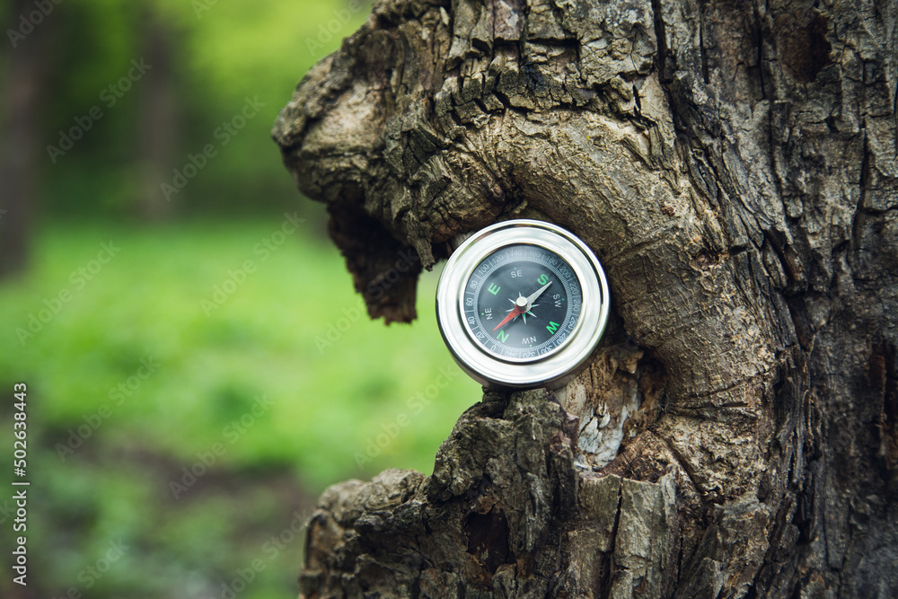 Naklejka premium compass in tree in forest