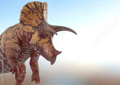 triceratops attacking on snow background with copy space
