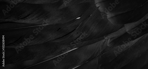 Foto black hawk feathers with visible detail. background or texture