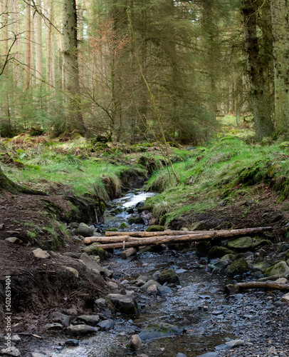 A small forest stream in misty pine forest in Scotland