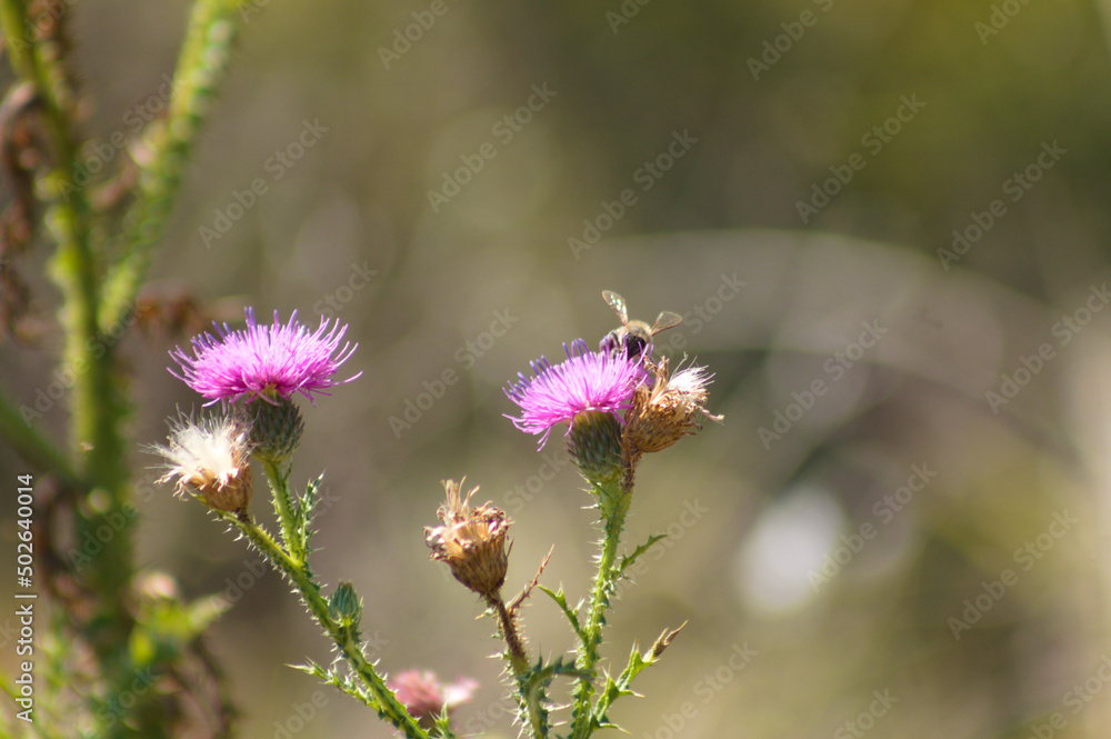 Fototapeta premium Closeup of bee on spiny plumeless thistle flower with selective focus on foreground
