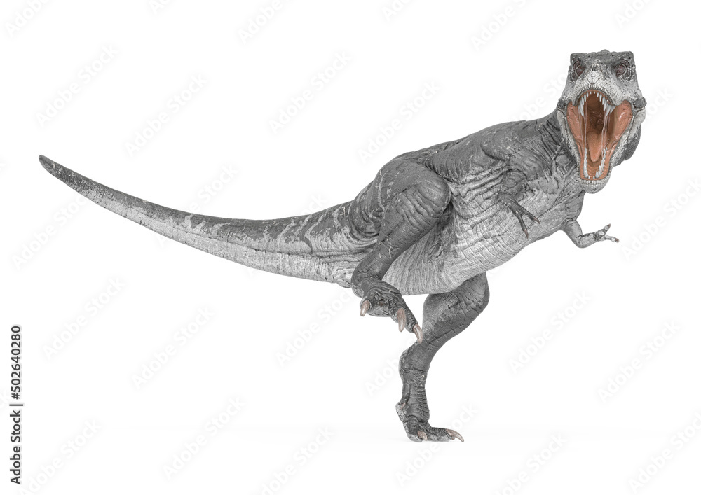 Fototapeta premium tyrannosaurus rex is walking slowly in white background