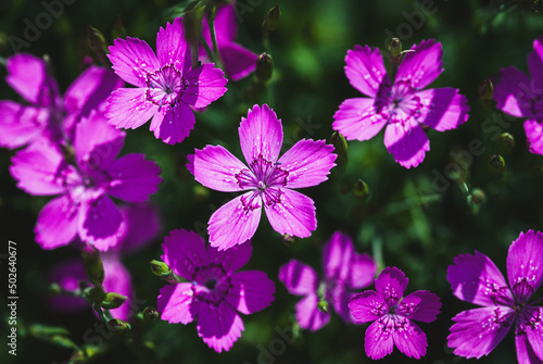 Bright violet flowers of Maiden pink plant in sunlight, summer floral backgrounds, Dianthus deltoides