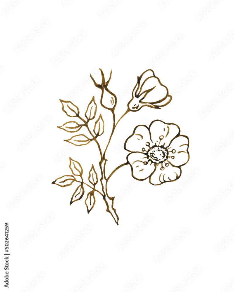 Rose hip herbal illustration. Hand drawn botanical sketch style.