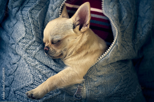 Cute chihuahua puppy sleeps in his owner's pullover photo