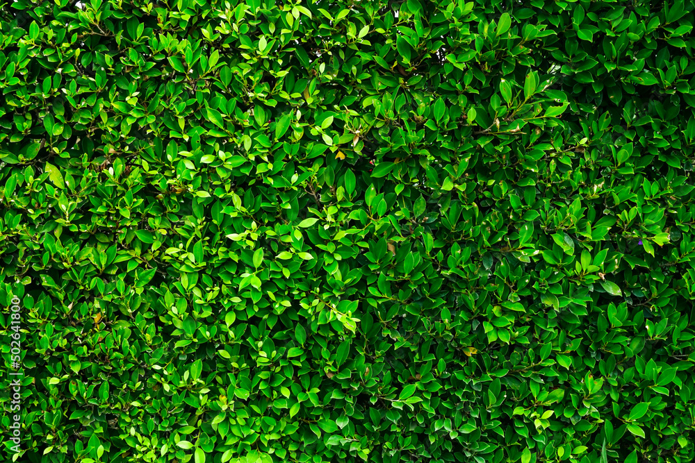 green foliage texture, leaf nature background. green foliage texture, leaf nature background.