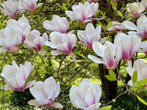 Magnolia Pośrednia "Alexandrina"