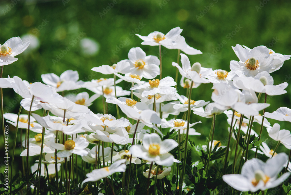 White anemone flowers on green grass background on sunny summer day White anemone flowers on green grass background on sunny summer day