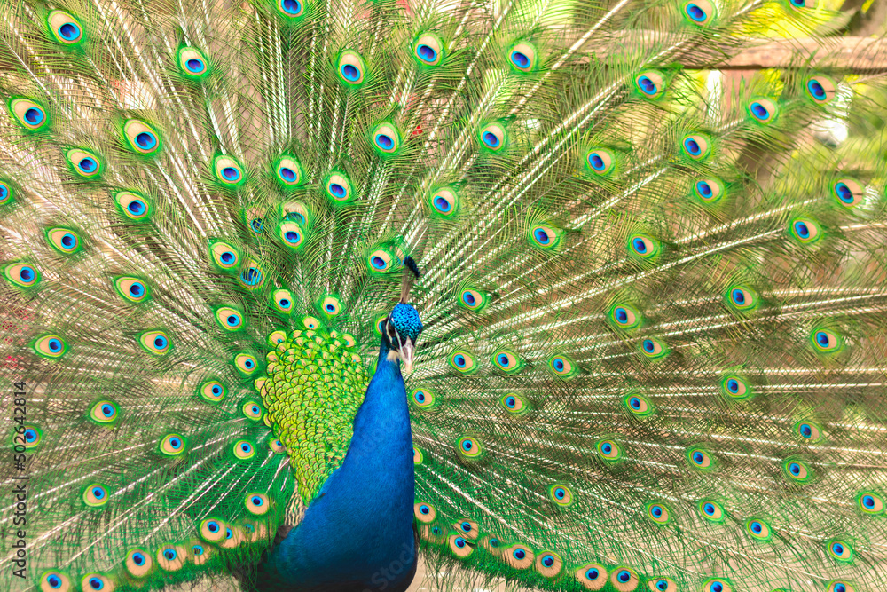 Obraz premium selective focus. Male indian peacock showing its tail. An open tail with bright feathers. Portrait of a male peacock with bright multi-colored plumage. Bright bird color.