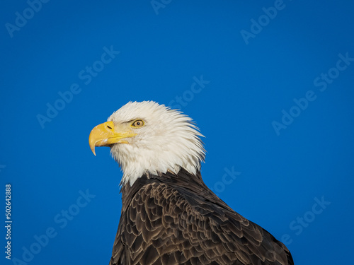 american bald eagle © rwbrandstetter