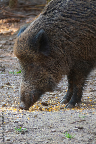 Wildschwein sucht auf dem Waldboden nach Fressen photo