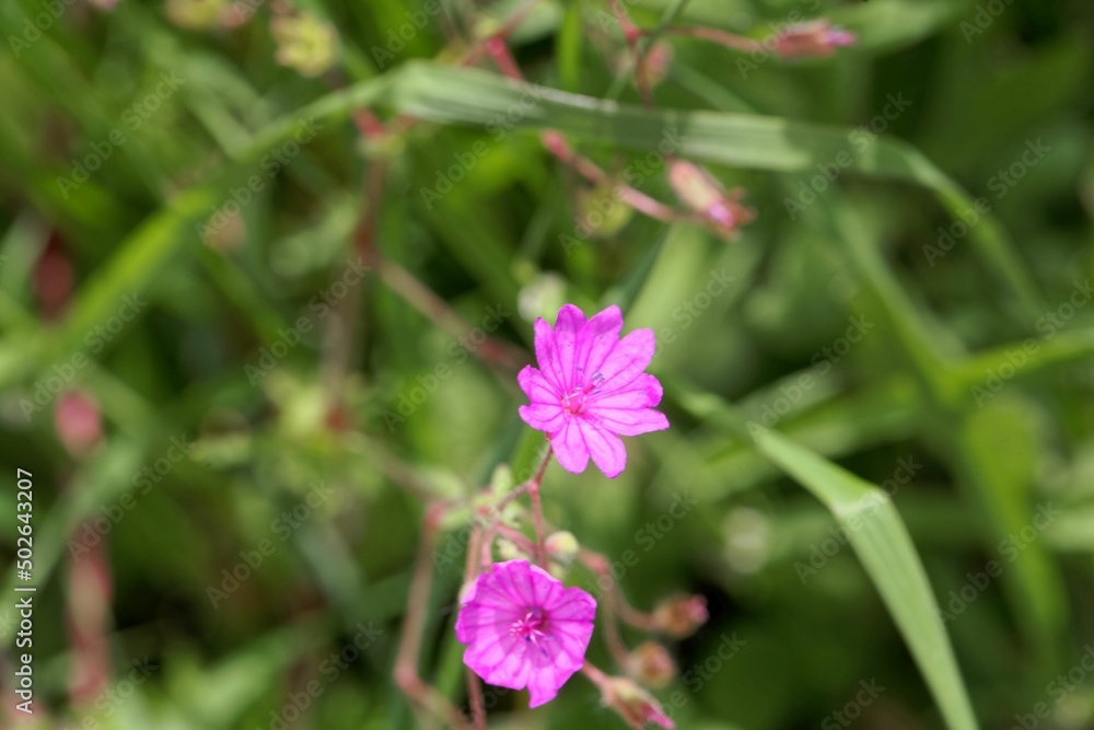 Hedgerow cranesbill, Geranium pyrenaicum Hedgerow cranesbill, Geranium pyrenaicum