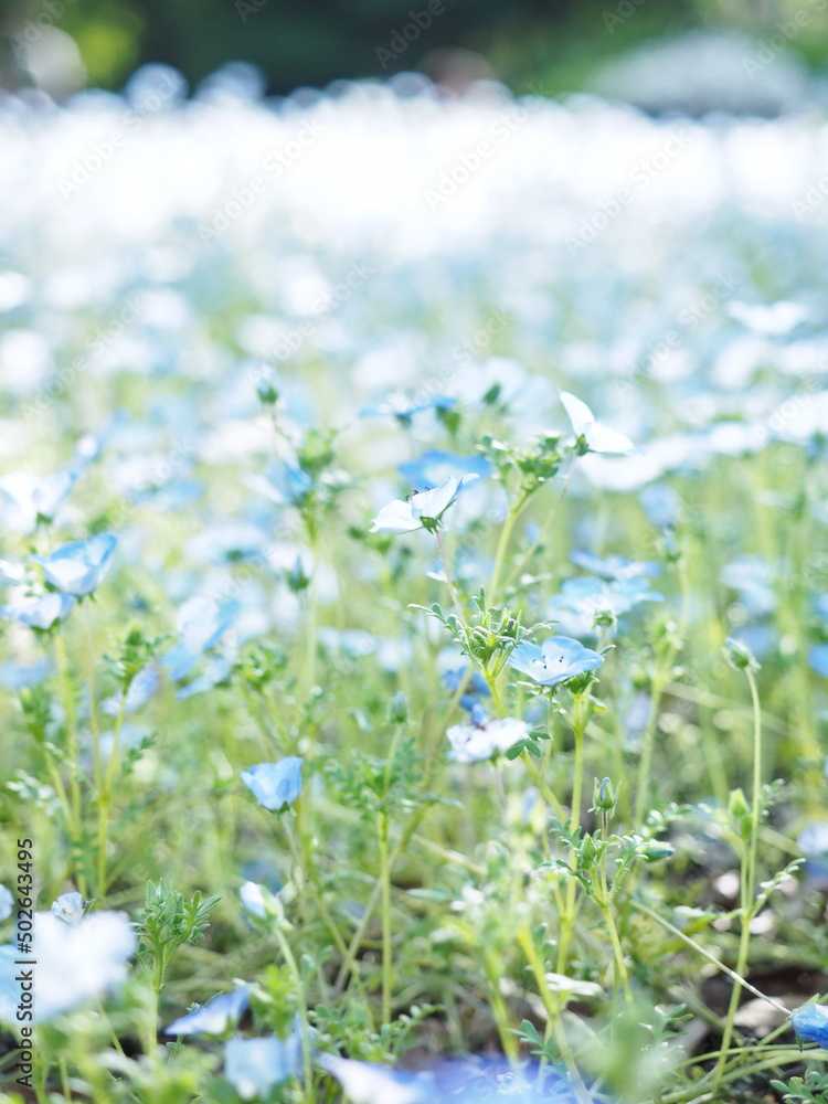 ネモフィラの花 ネモフィラの花