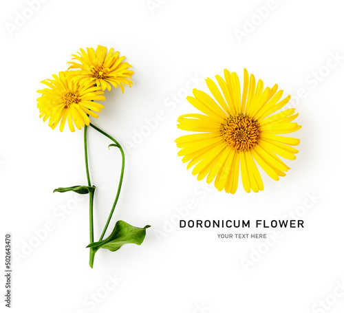 Doronicum flower, yellow leopard’s bane set. photo